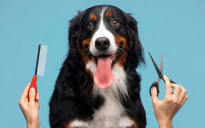 Cuidado del pelaje: cepillado, hidratación y prevención🐾