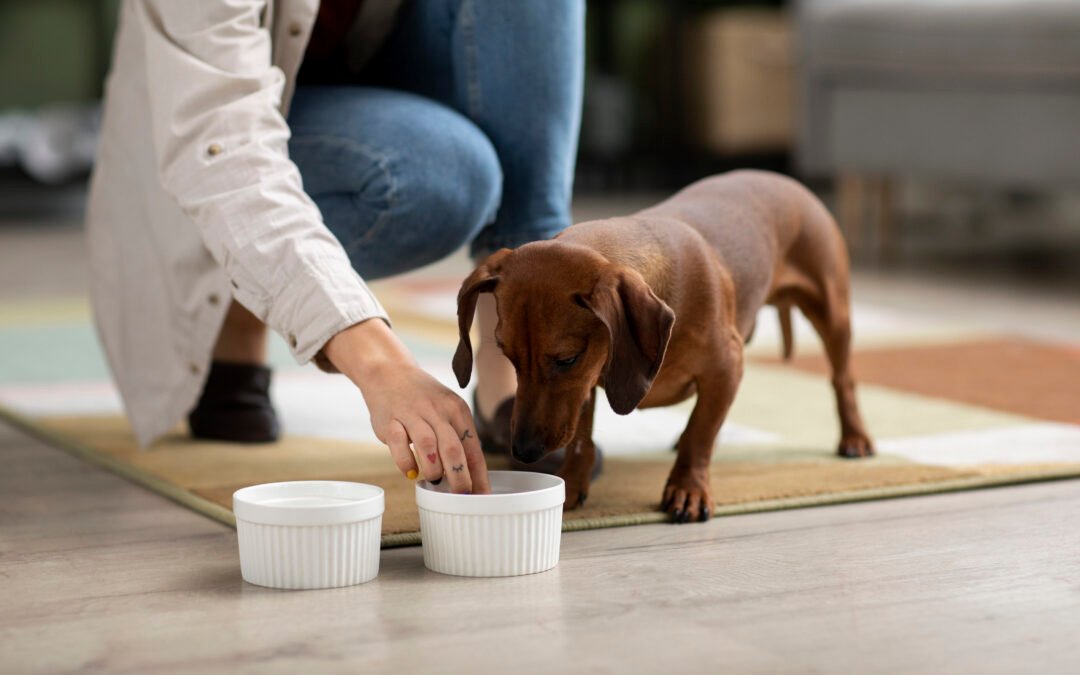 Recetas caseras naturales para perros felices (y saludables)🐶🍽️