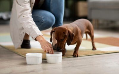 Recetas caseras naturales para perros felices (y saludables)🐶🍽️