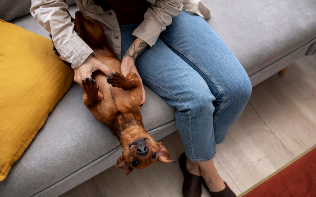 El poder del tacto: cómo los masajes mejoran su bienestar🐾💆‍♂️