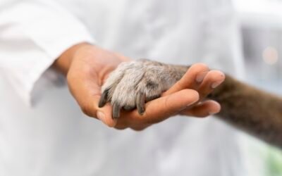 ¿Cuándo hay que llevar a tu mascota al veterinario? 🐶🐱
