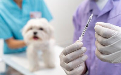 Vacunas y desparasitaciones: calendario actualizado 💉