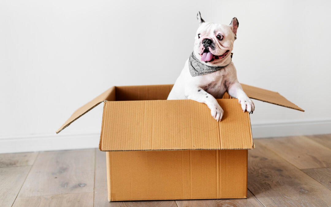 Cómo hacer una casa de cartón para tu perro o gato 🏠🐶🐱
