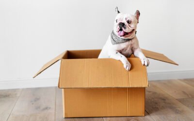 Cómo hacer una casa de cartón para tu perro o gato 🏠🐶🐱