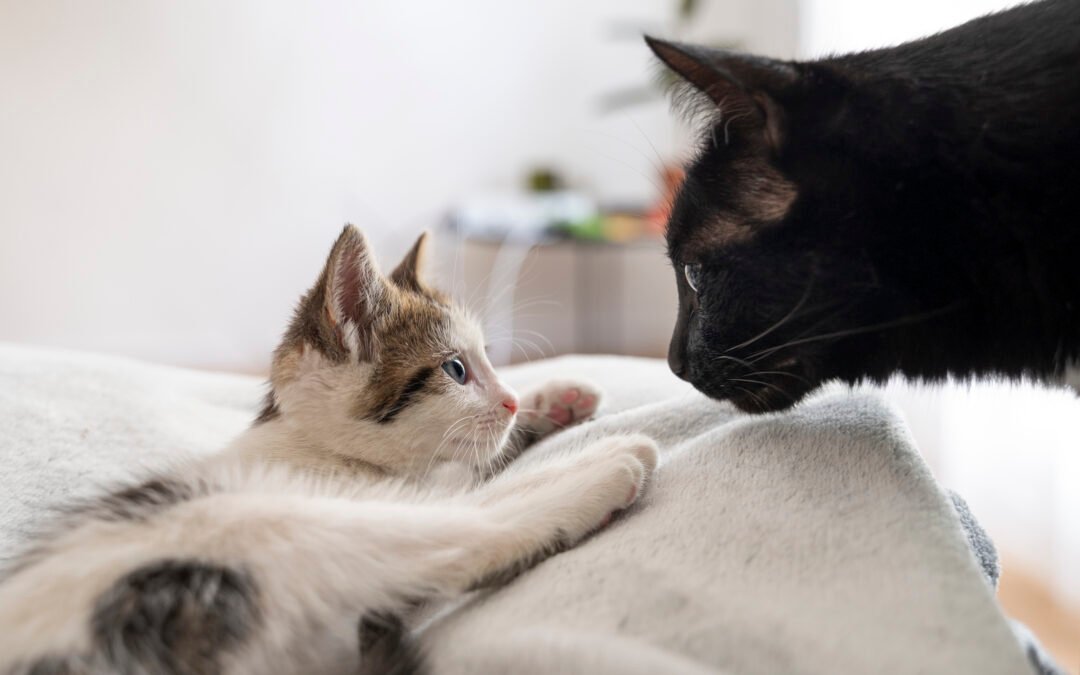 Gatos valientes: aventuras reales de pequeños felinos 🐾