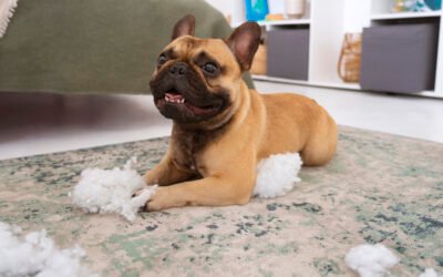 ¿Pelo por todas partes? Soluciones reales para el día a día 🐕‍🦺