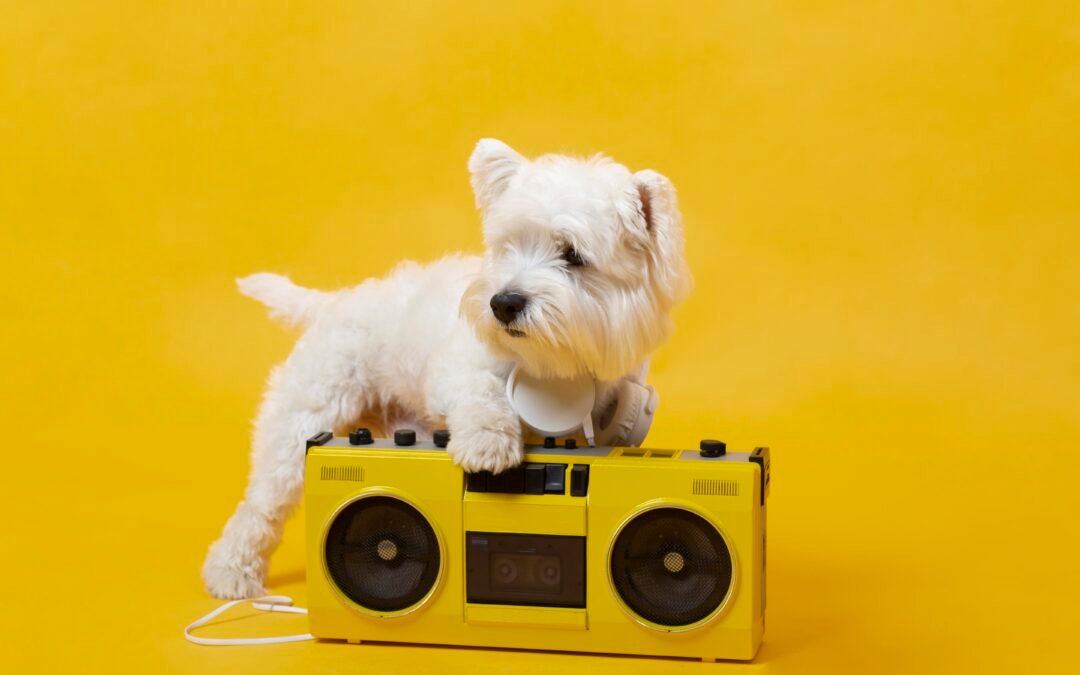 Música y aromas relajantes para mascotas: lo que dice la ciencia 🎵