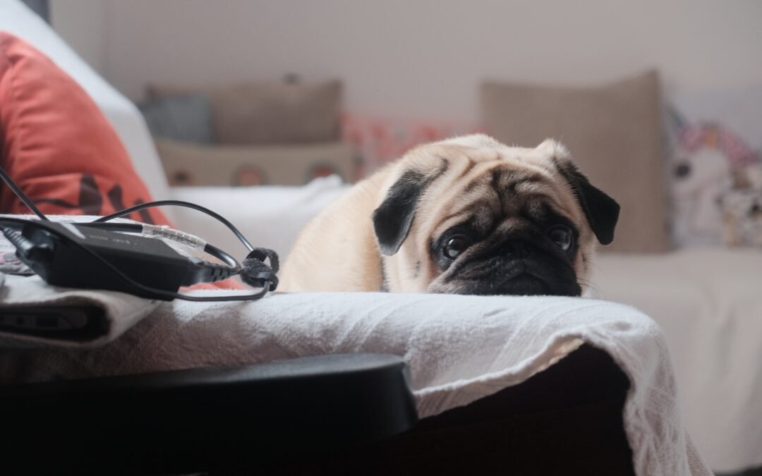 Tu mascota se queda sola en casa: qué siente y cómo ayudarle🐶🏠