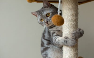 “Cómo ayudar a tu gato a dejar de arañar muebles”