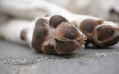 Cómo cuidar las almohadillas de tu perro en verano e invierno🐾☀️❄️