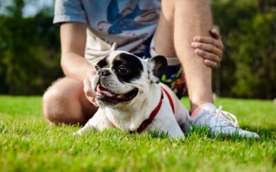 Zonas pet friendly en casa: espacio, juguetes y descanso🏡🐶