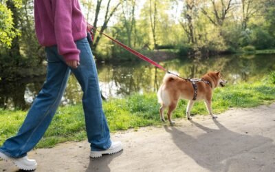 10 trucos para mejorar el paseo diario (sin tirones ni estrés)