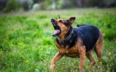 ¿Por qué tu perro ladra tanto? Causas y soluciones
