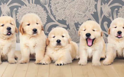 Alimentación según la edad: cachorro, adulto y senior 🐾