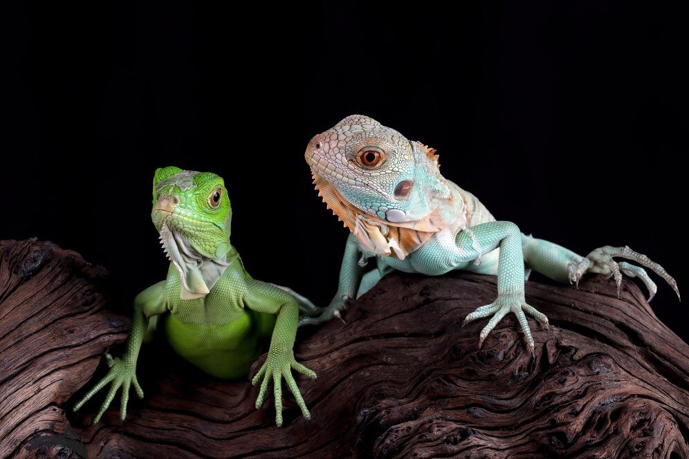 ¿Qué comen las mascotas exóticas? Guía para dueños curiosos