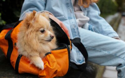 Cómo preparar a tu mascota para su primer gran viaje 🐶