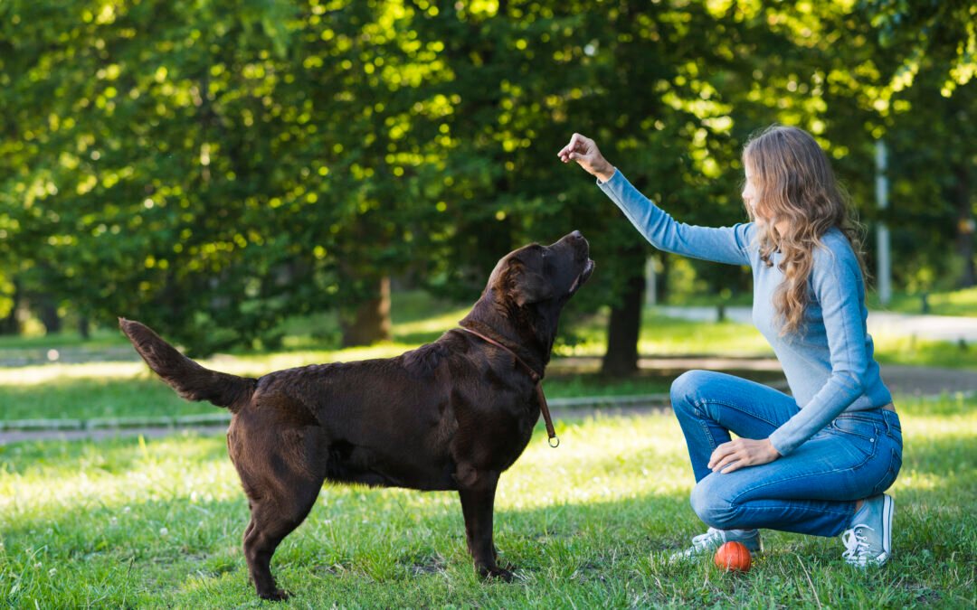 Refuerzo positivo: educar sin gritar ni castigar 🐶