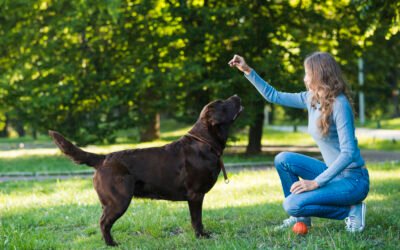 Refuerzo positivo: educar sin gritar ni castigar 🐶