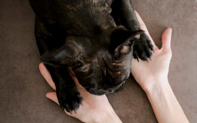 Cuando el amor se huele: mascotas que cambiaron vidas🐶👃❤️