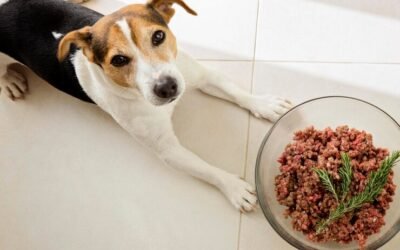 Dieta BARF: mitos y verdades sobre este tipo de alimentación 🥩