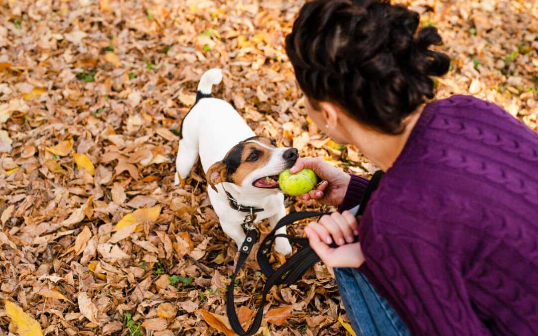 Cómo mejorar la calidad de vida de tu mascota con pequeños gestos 🐾